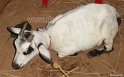 25 assame-goat